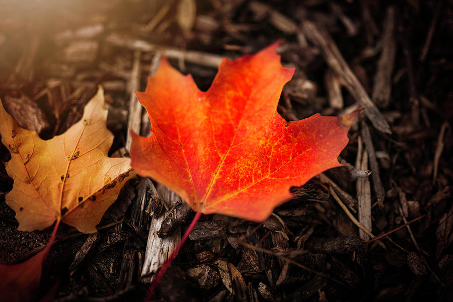 Maple Leaf Photograph by Nicole Engstrom