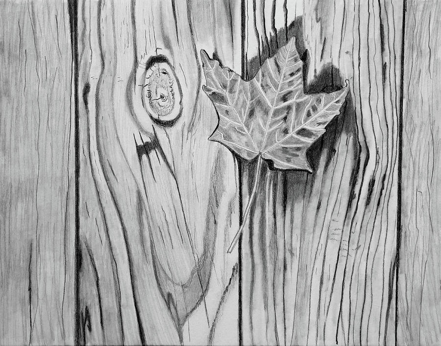 Maple Leaf on a Damp Boardwalk Drawing by Mary Bedy