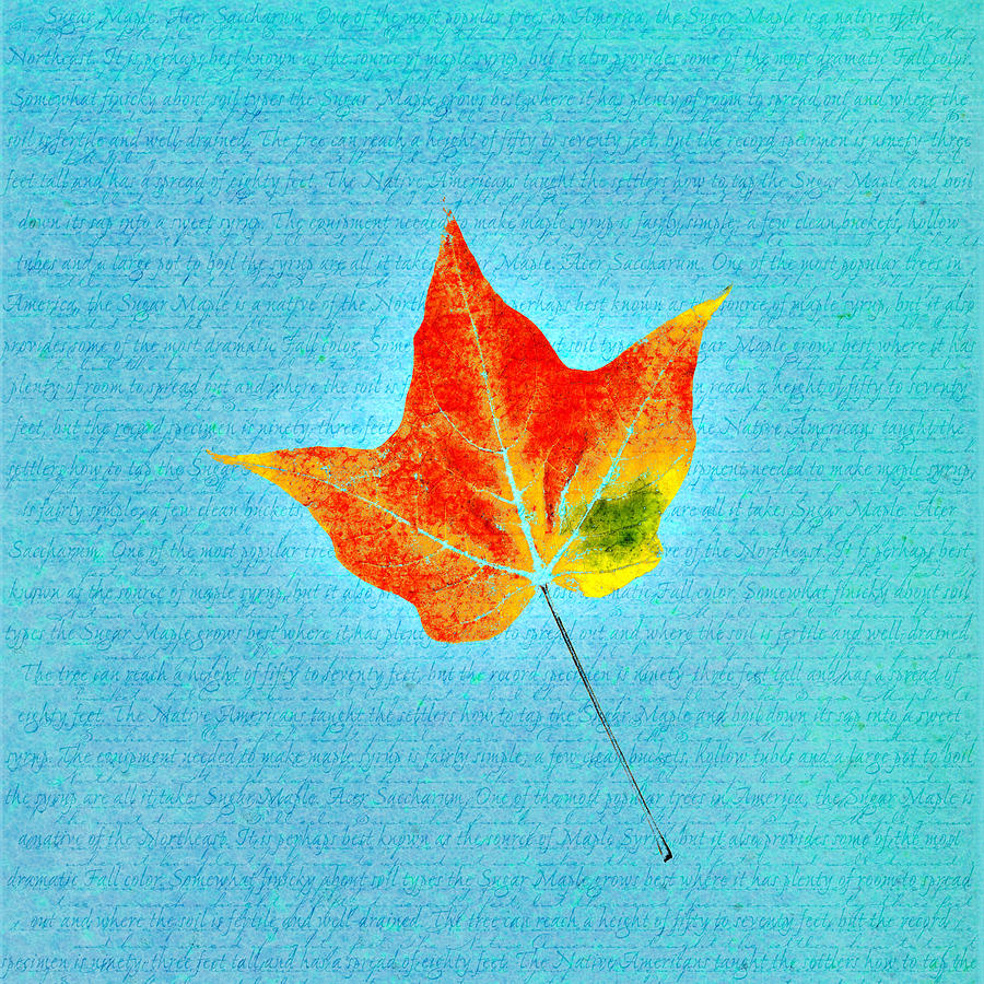 Maple Leaf on Descriptive Background Drawing by Jeff Venier