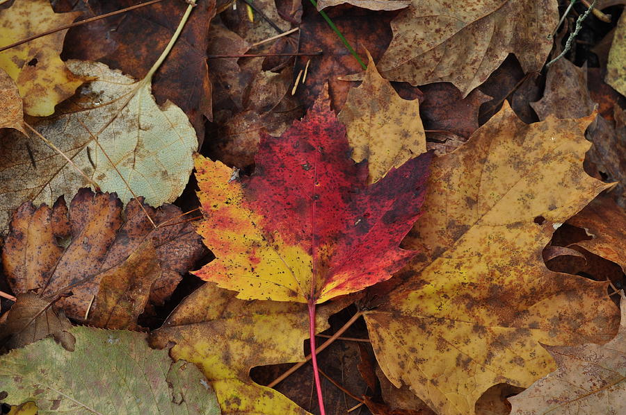 Maple Leaf on Forest Floor Photograph by Krista Howson - Fine Art America