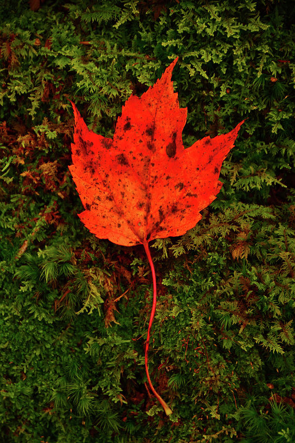 Maple Leaf on Moss  Photograph by Raymond Salani III