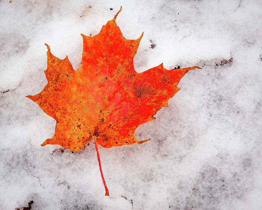 Maple Leaf on Snow Photograph by Tim Kirchoff