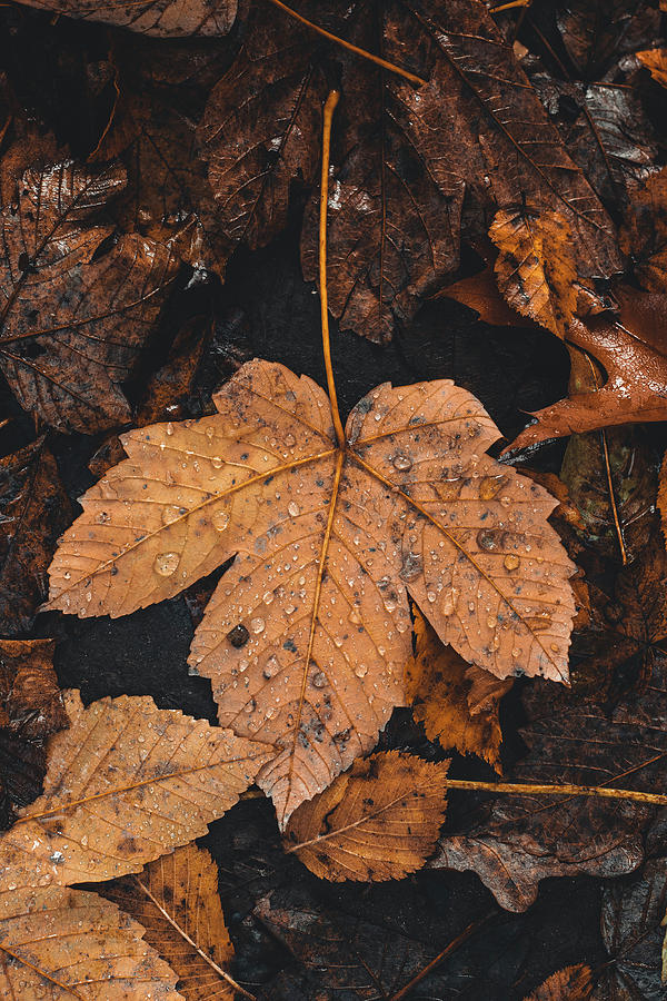 Maple leaf on the autumn colour palette Photograph by Vaclav Sonnek