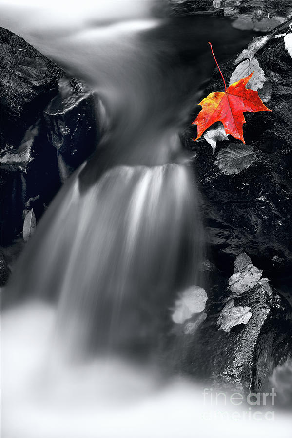  Maple Leaf On The Rocks Photograph by Barbara Jones PhotosEcosse