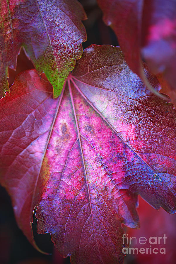 Maple Leaf Personality Photograph by Joy Watson