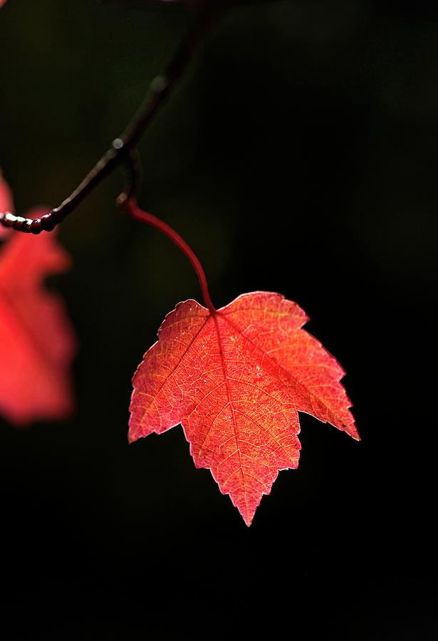 Maple Leaf, UW Arboretum, MAdison, WI Photograph by Steven Ralser