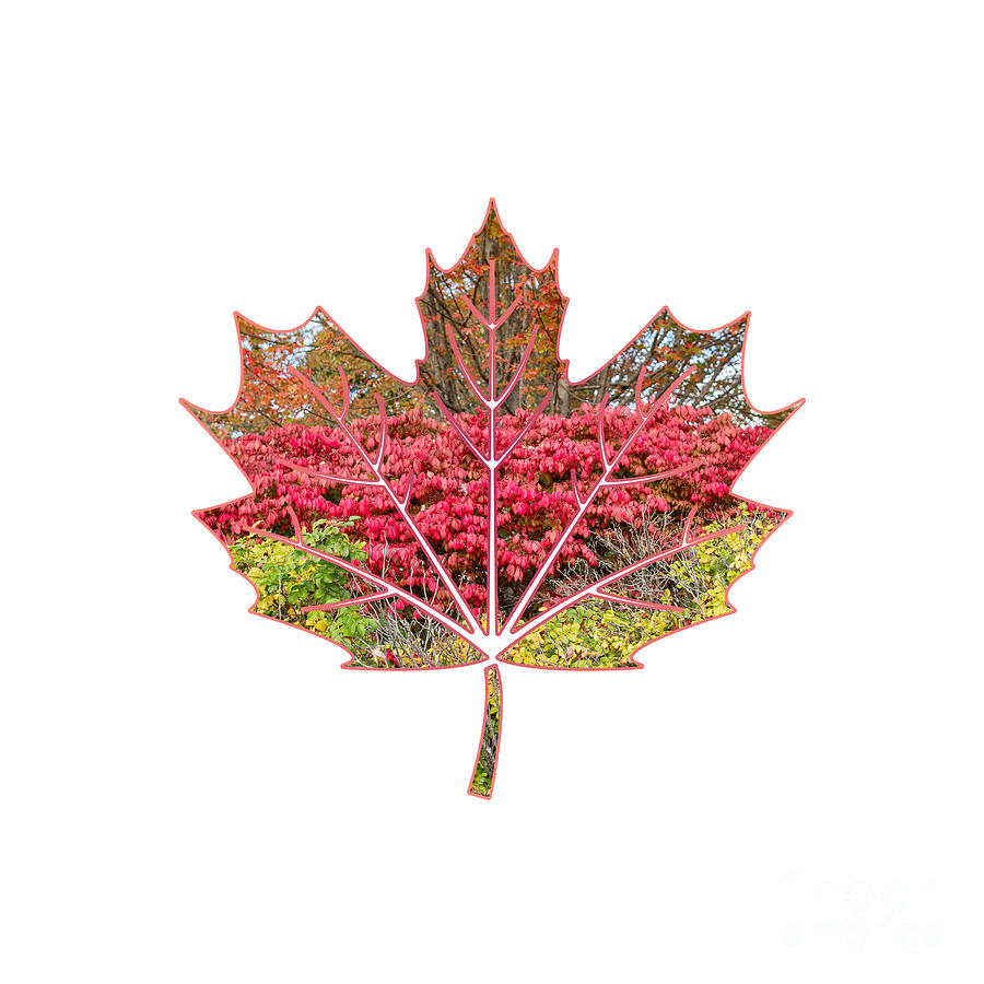 Maple Leaf with Maine Fall Scene Photograph by Bonnie Barry
