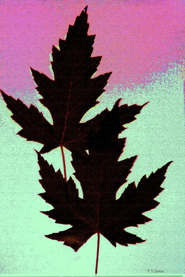 Maple Leafs Color Abstract Photograph by Tom Janca