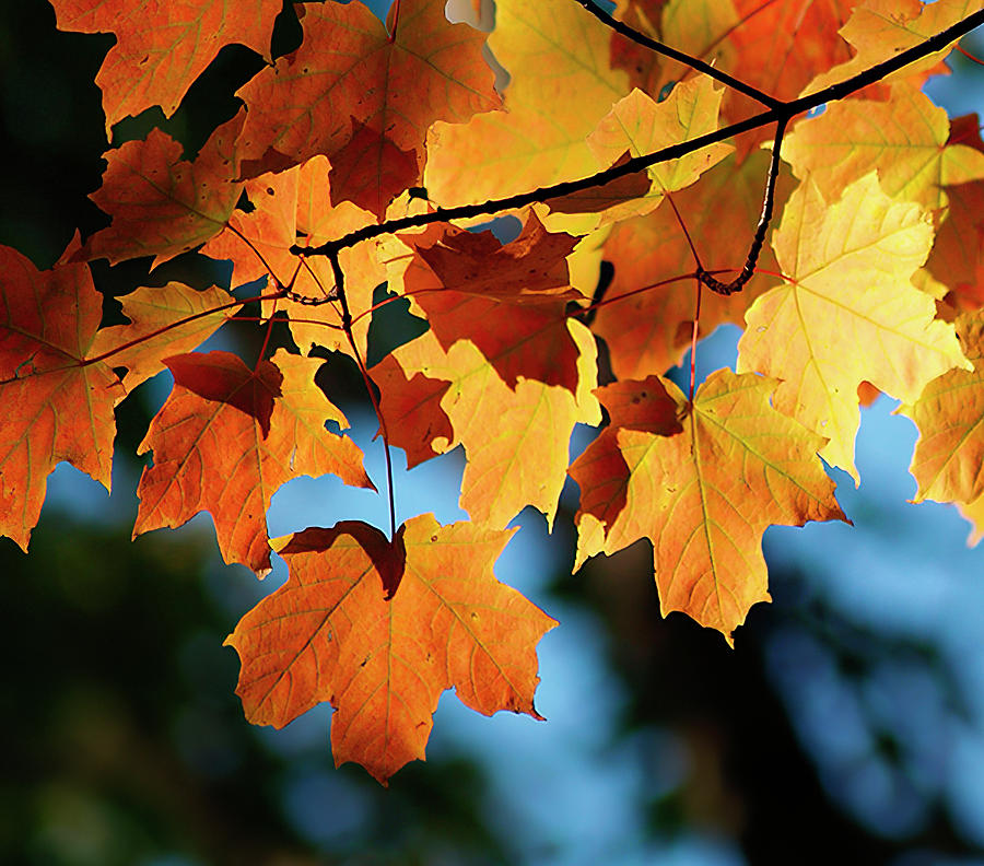 Maple Leaves Against Sky Photograph