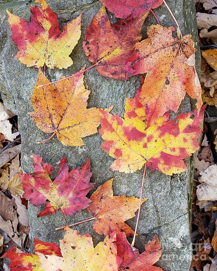 Maple Leaves Photograph by Anita Adams