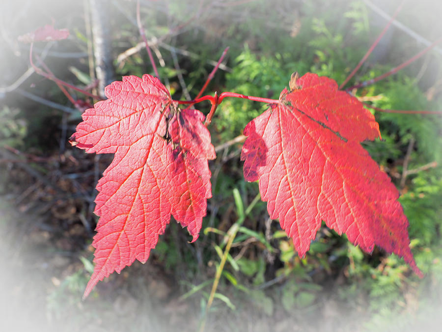 Maple Leaves At Lepreau Falls Photograph