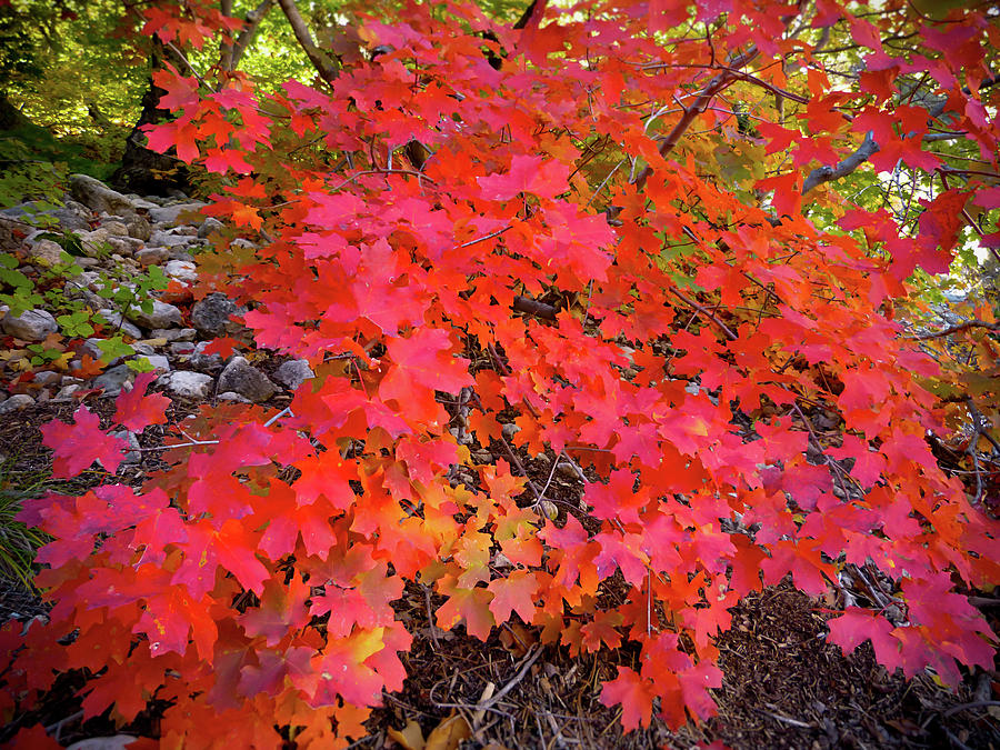 Maple Leaves At Mckittrick Canyon Photograph