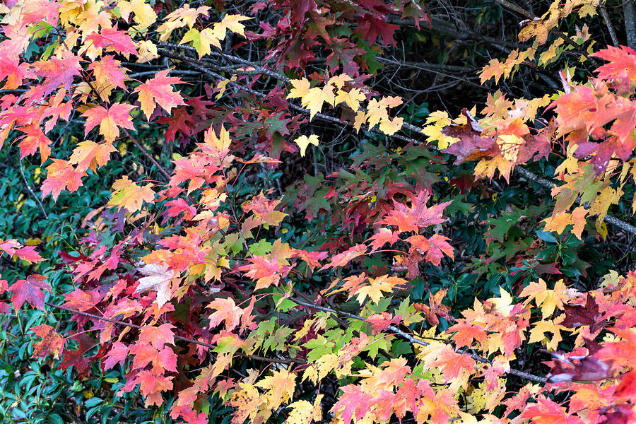Maple Leaves Color Medley Photograph by Katherine Y Mangum