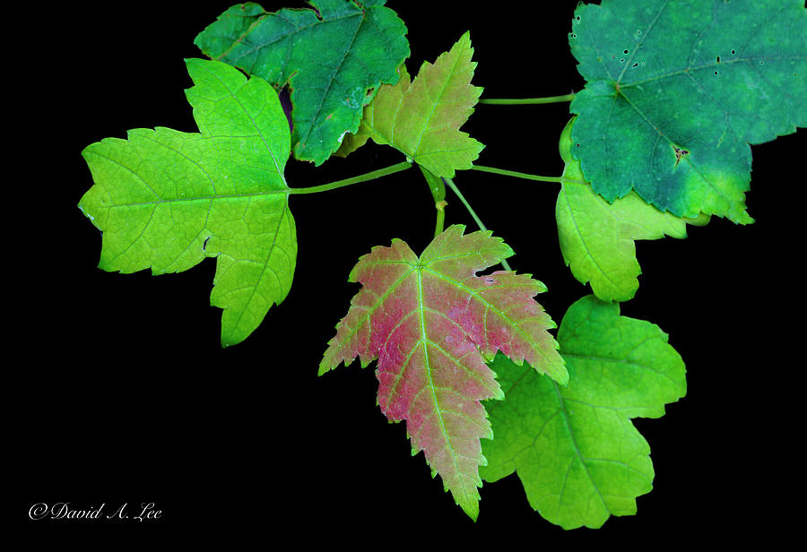 Maple Leaves Photograph by David Lee