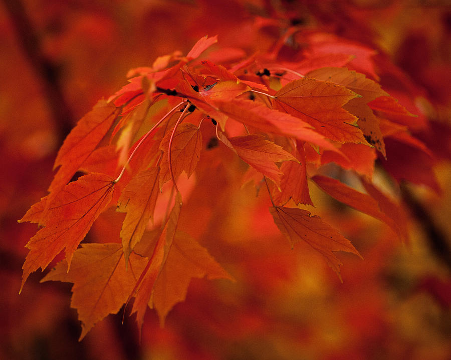 Maple Leaves I Photograph by Norman Reid