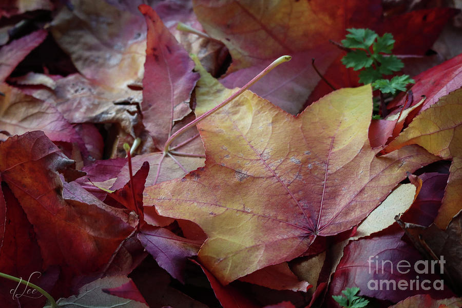 Fall Photograph - Maple Leaves in a Pile by D Lee