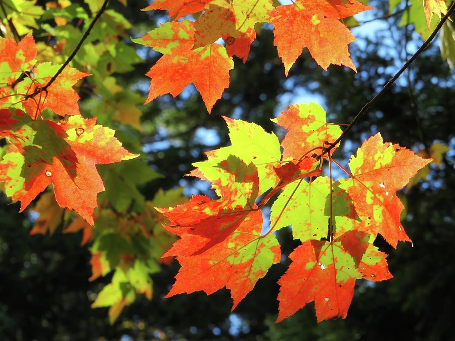 Maple Leaves in Acadia Photograph by Connor Beekman