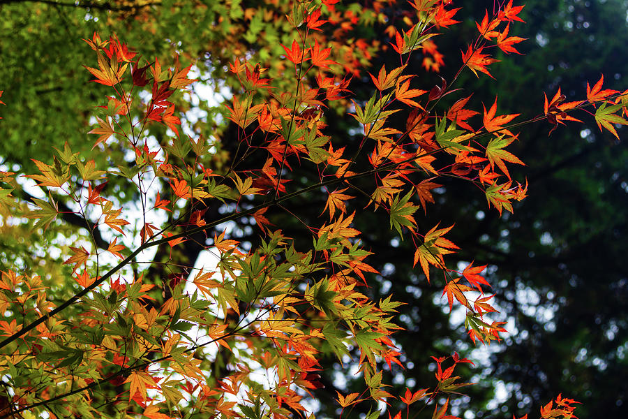 Maple Leaves in Autumn Photograph by Aashish Vaidya