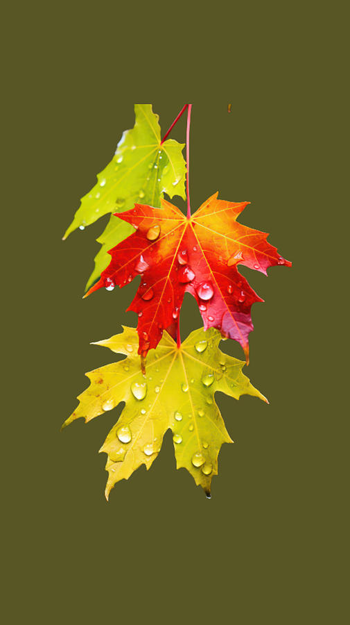 Maple Leaves in Autumn AI Digital Art by Nancy Ayanna Wyatt and Ddegunst