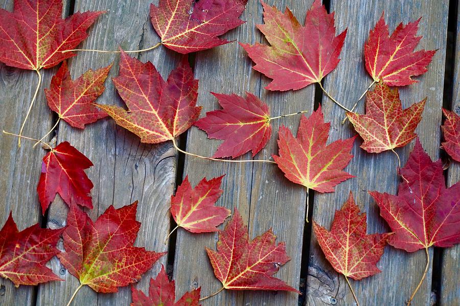 Maple Leaves in Autumn Photograph by Michelle Mahnke