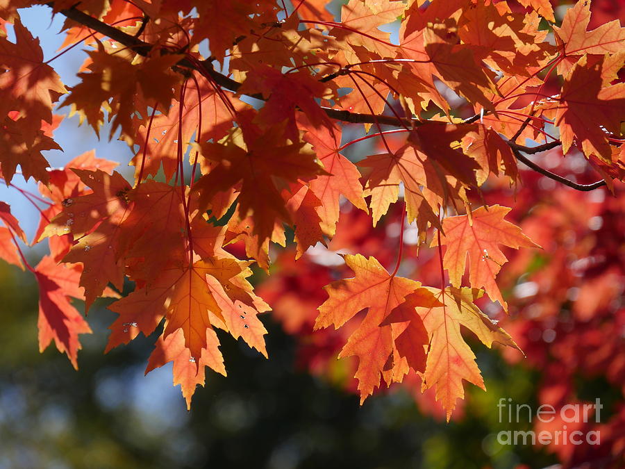 Maple Leaves in Brilliant Colors Photograph by On da Raks