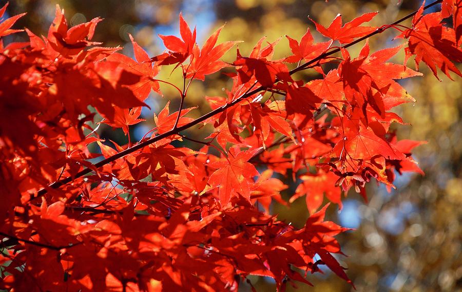 Maple Leaves in the Autumn Sun Photograph by Richard Bryce and Family