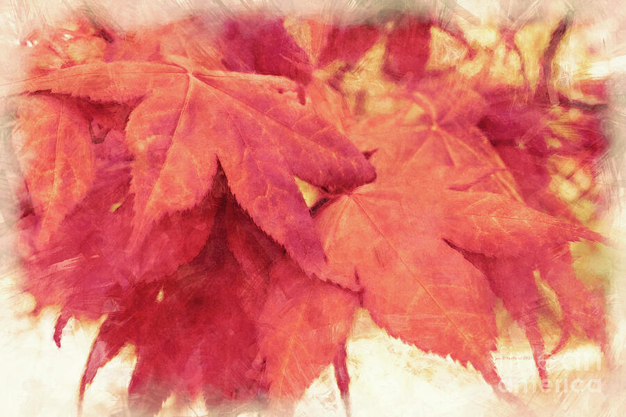 Maple Leaves Digital Art by Jean OKeeffe Macro Abundance Art