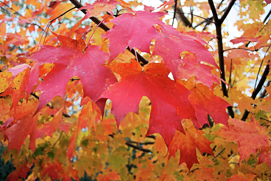 Maple Leaves Photograph by Kristin Elmquist