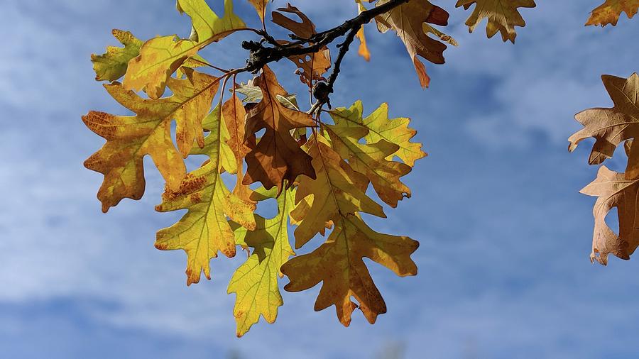 Oak leaves Photograph by Lisa Mutch