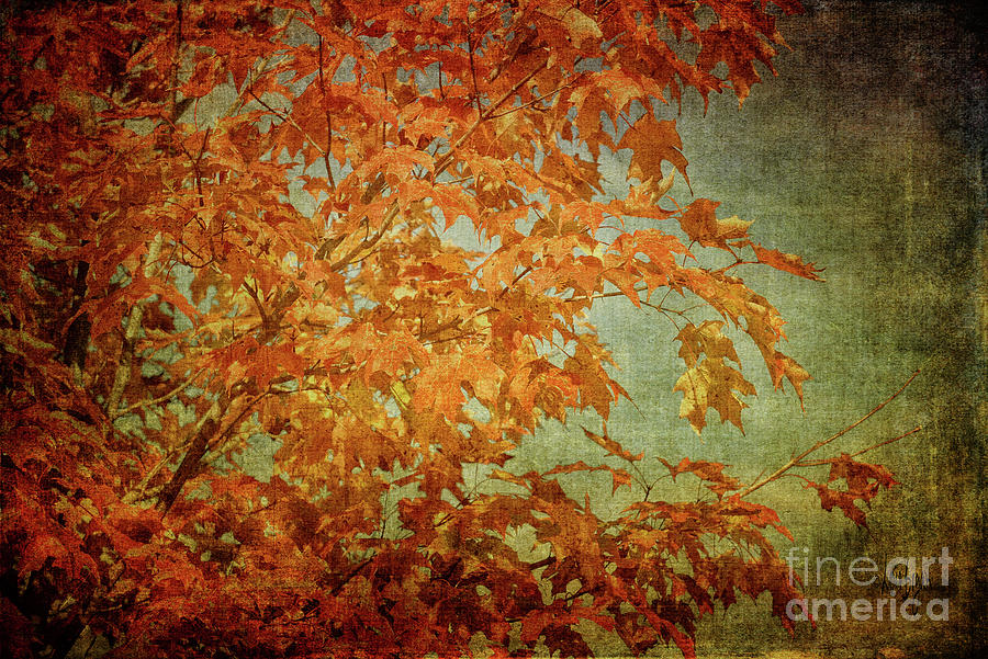 Maple Leaves Photograph by Lois Bryan