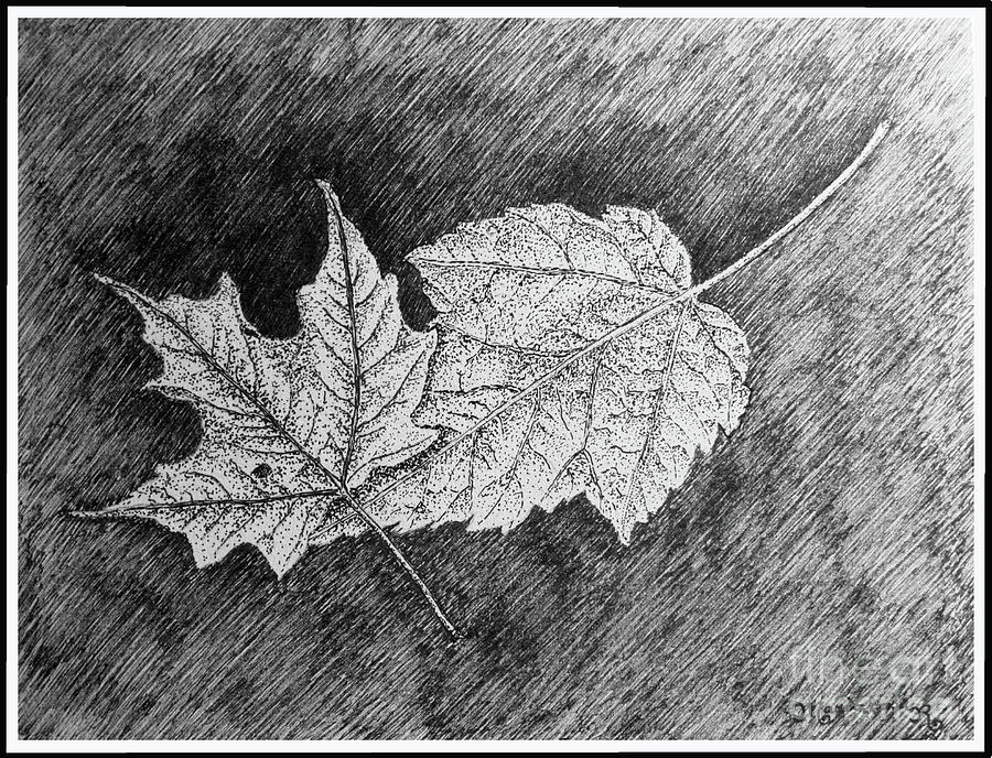 Maple Leaves Drawing by Mariarosa Rockefeller