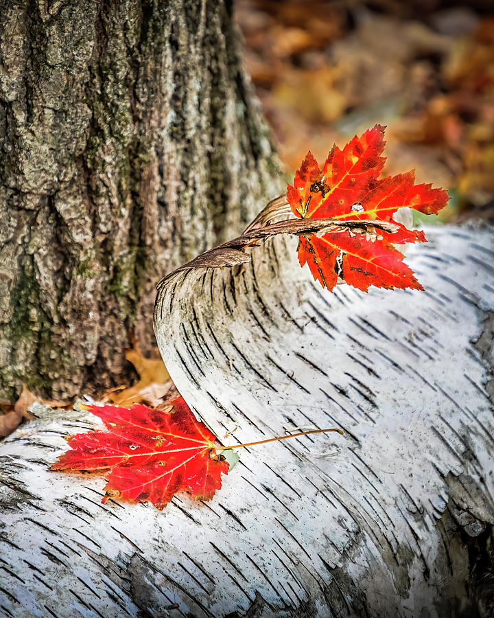 Maple Leaves On Birch Bark Photograph by Elvira Peretsman