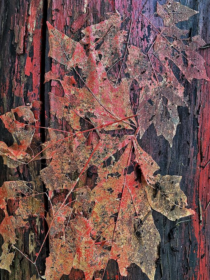 Maple Leaves on Log Photograph by Jerry Abbott