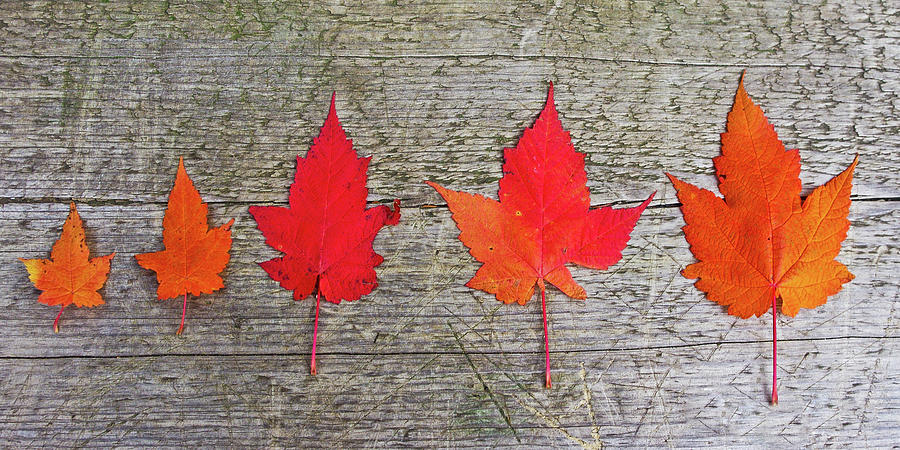 Maple Leaves on Wood Photograph by Mary Tastad Maple Leaves on Wood Photograph by Mary Tastad