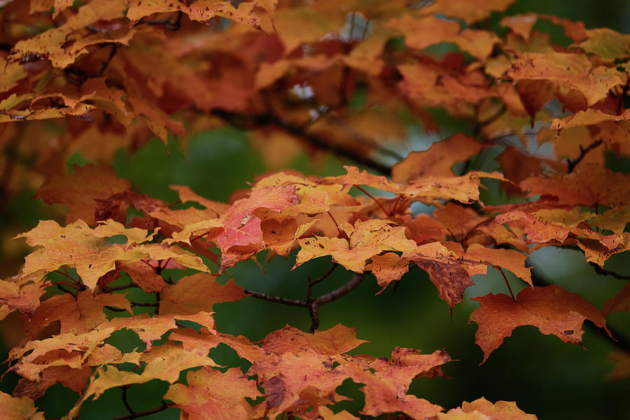 Maple Leaves Photograph by Paul Freidlund