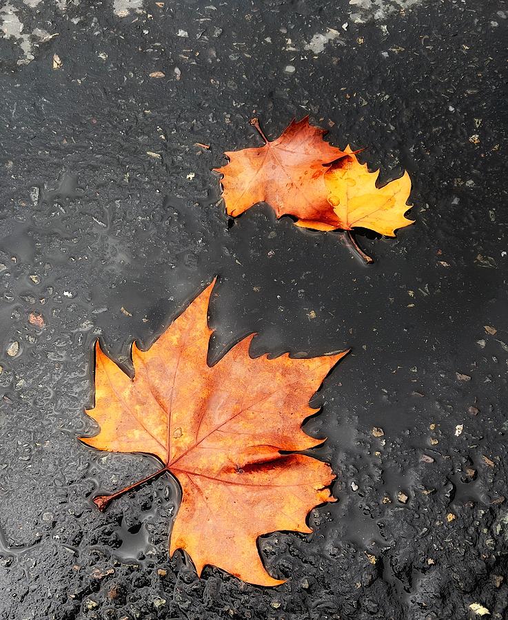 Maple Leaves Photograph by Steph Gabler