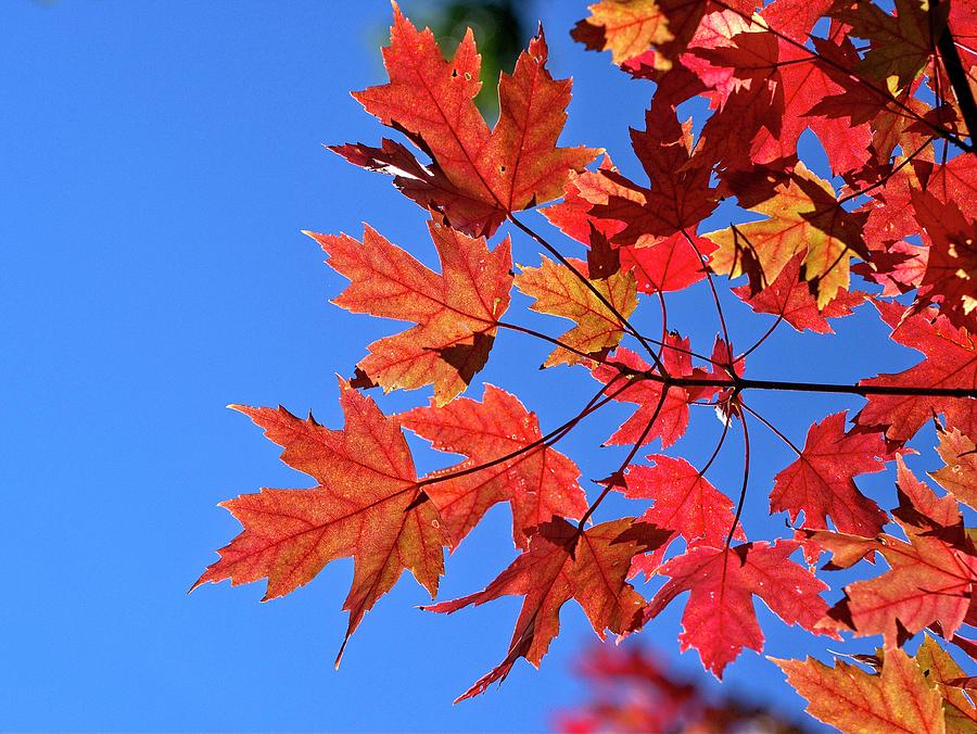 Maple Leaves, UW Arboretum, Madison, WI Photograph by Steven Ralser