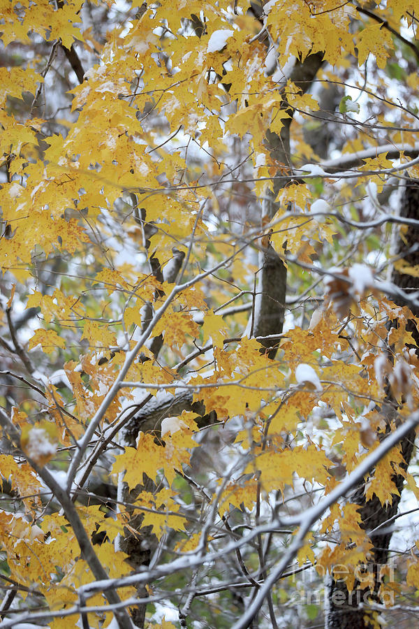Maple Leaves with Snow by Paula Guttilla Maple Leaves with Snow by Paula Guttilla