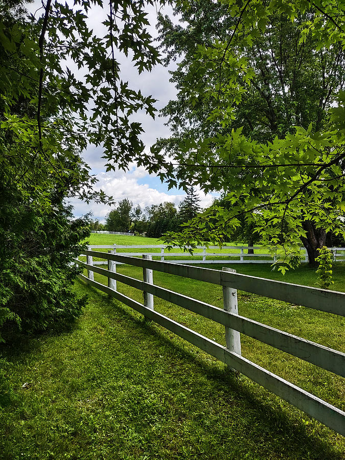 Maple Lined Fence Photograph by Benjamin Lucas - Pixels