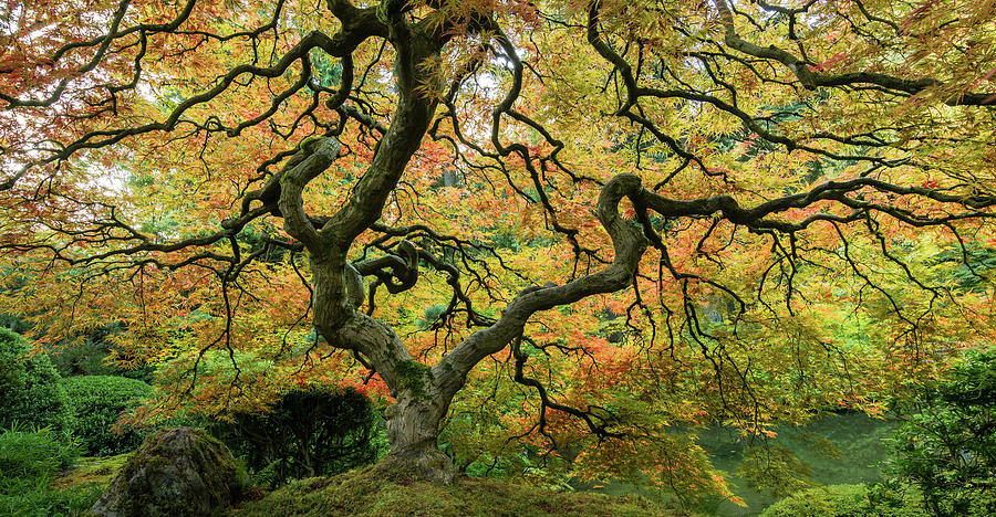 Maple Magnificence Photograph by Don Schwartz