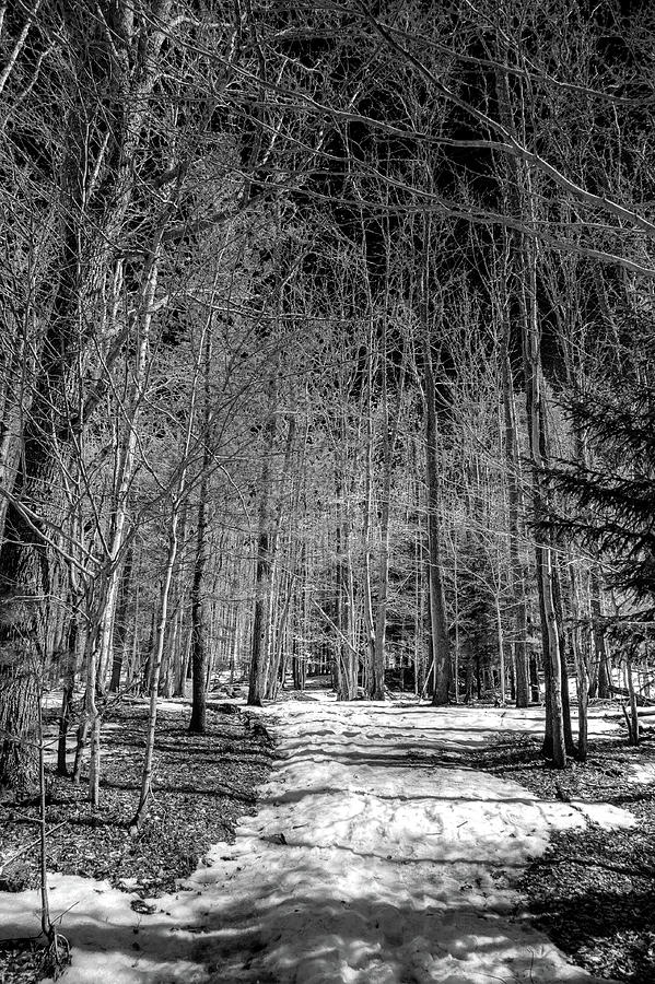 Winter Photograph - Maple Ridge Thaw by David Patterson