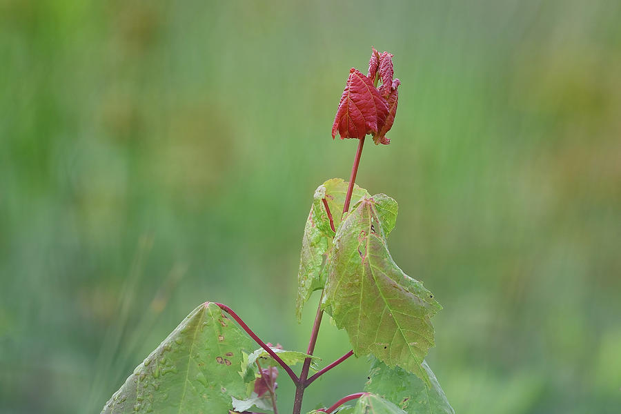 Maple Seedling on a Rainy Morning Photograph by Fon Denton
