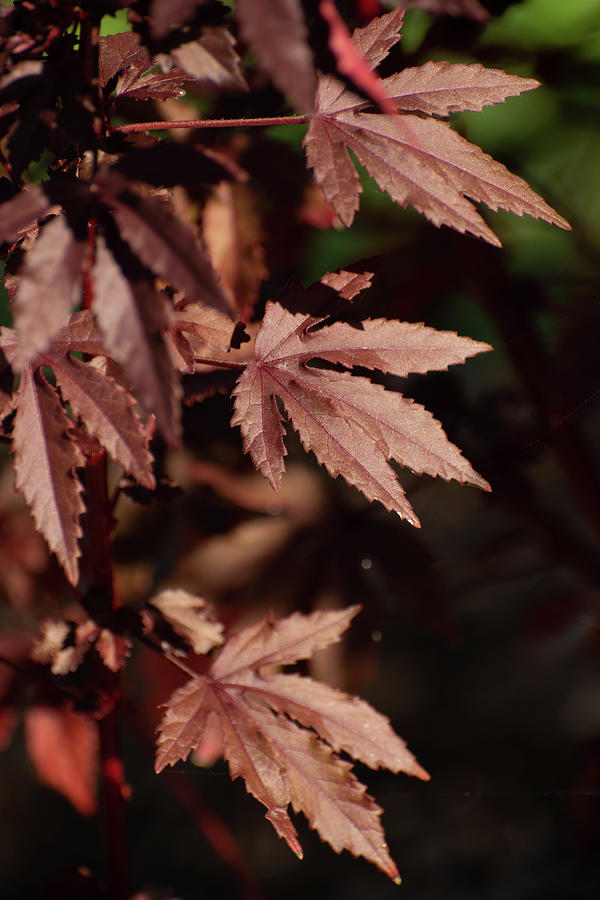 Maple-shaped dark maroon leaves of red shield hibiscus Photograph by ...