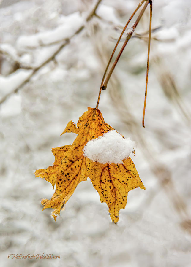Maple Snow Covered Leaf  Photograph by LeeAnn McLaneGoetz McLaneGoetzStudioLLCcom