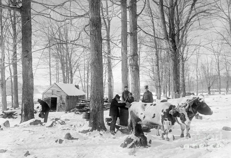 Maple Sugaring, 1906 Photograph by Granger