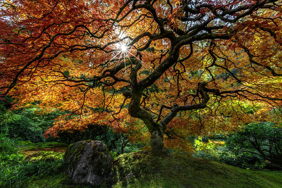 Maple Sunbursting Photograph by Wes and Dotty Weber | Fine Art America