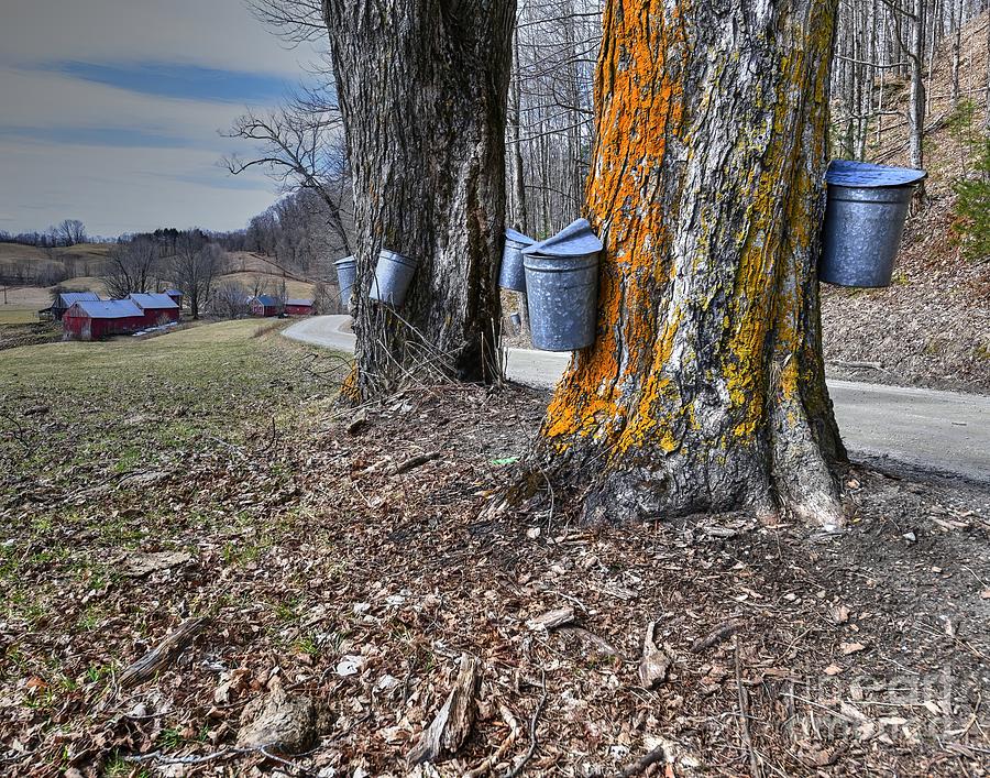 Maple Syrup Season at the Jenne Farm  Photograph by Steve Brown