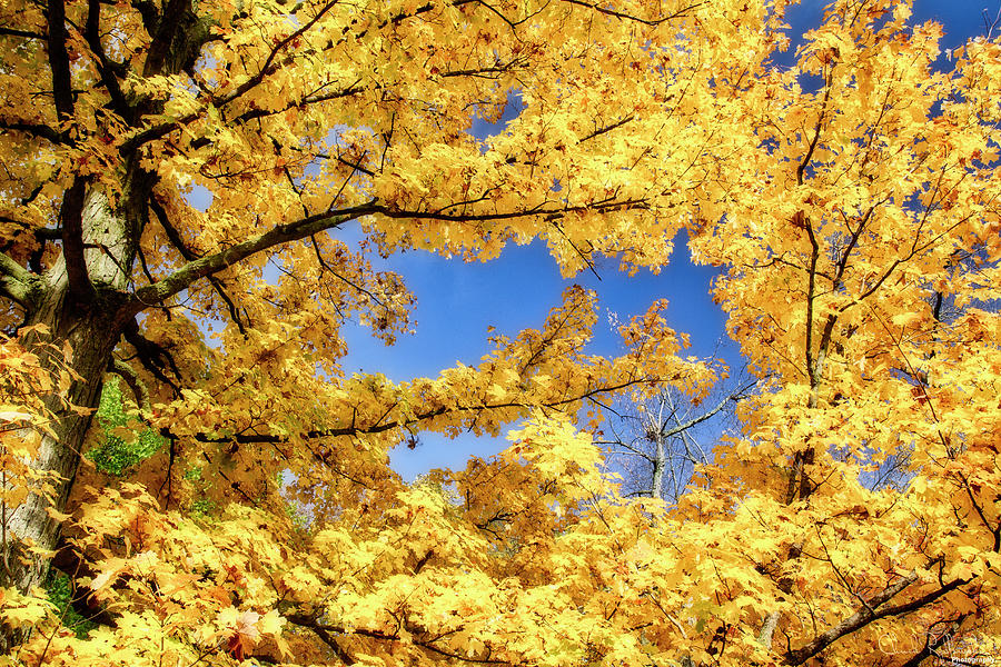 Maple Tree Photograph by Chuck Rydlewski - Fine Art America