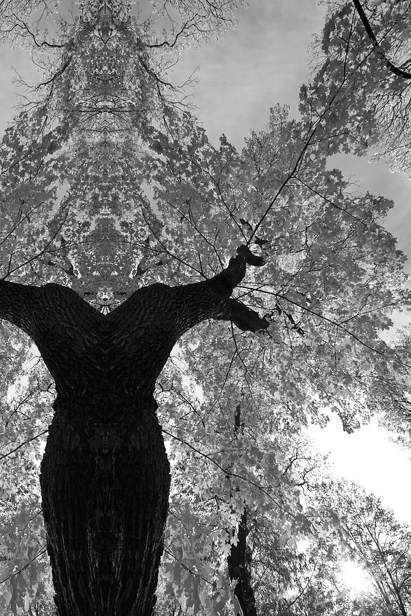 Maple tree goddess - monochrome Photograph by Ulrich Kunst And Bettina Scheidulin