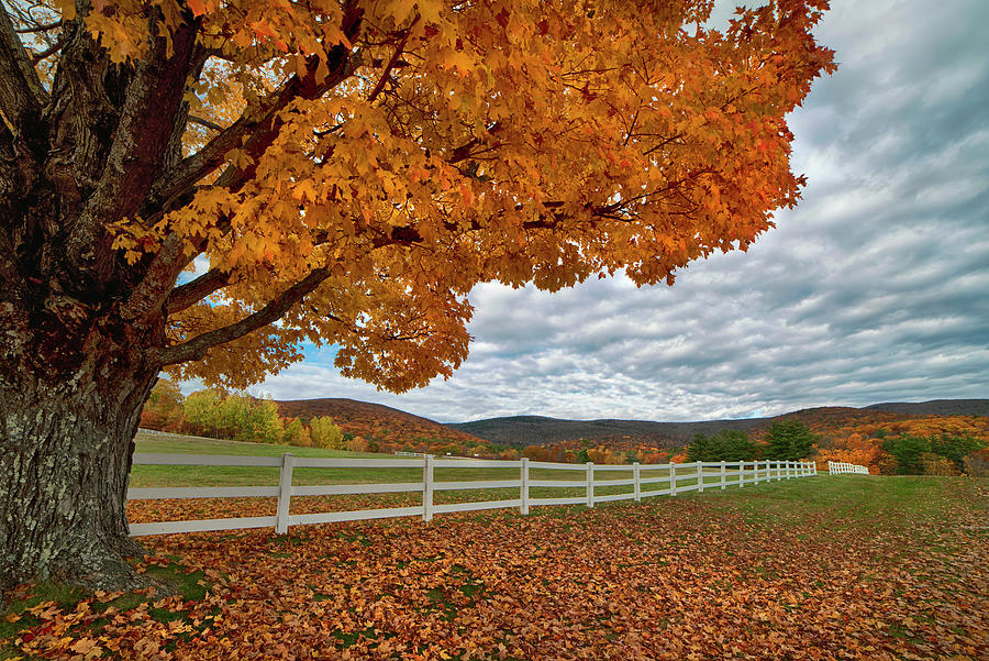 Maple tree in Autumn Photograph by Joann Vitali